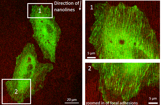 Confocal images of paxillin (green) on nanolines (red)